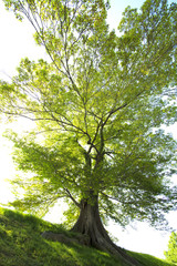 新緑のムクノキ