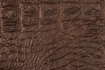 Crocodile skin texture