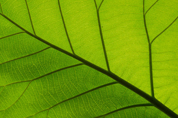 Pattern of green leaves