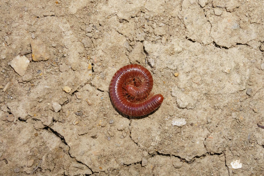 The millipede
