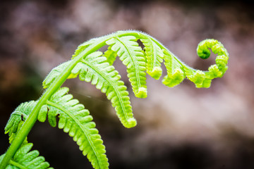 Exotic tropical ferns with shallow depth of field