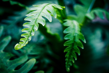 Exotic tropical ferns with shallow depth of field, vintage proce