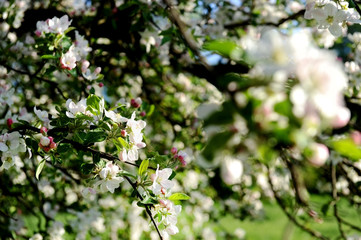Apple flower in bloom