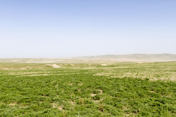 Fototapeta na wymiar green spring steppe