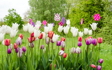 Springtime: colorful tulip field :)