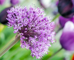 Alium vor Tulpenfeld :)