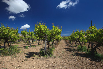 Fototapeta na wymiar Beautiful Mediterranean vineyard against the blue sky 