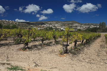 Beautiful Vineyard against mountains. Cyprus
