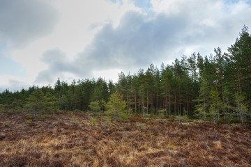 Bog with forest