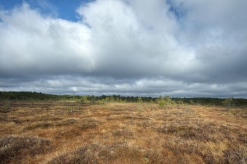 Bog with cloudy sky