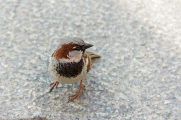 sparrow