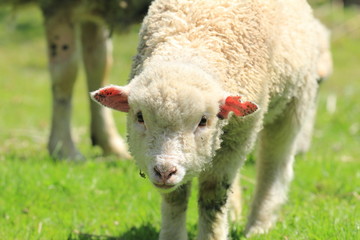 Baby sheep
