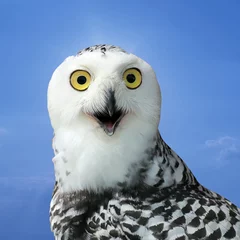 Crédence de cuisine en verre imprimé Hibou snow owl