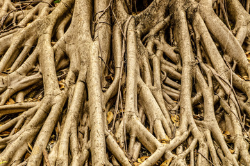 Tree Roots for Background
