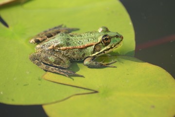 Frog on the lotus leaf