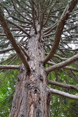 Tronc de sapin majestueux