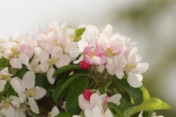 Fototapeta na wymiar Apple blossoms