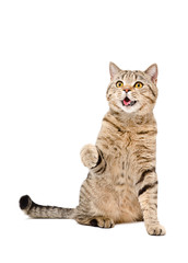 Porträt einer süßen verspielten Katze Scottish Straight