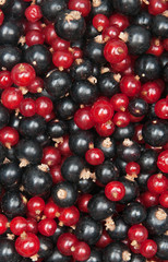 redcurrant and  blackcurrant