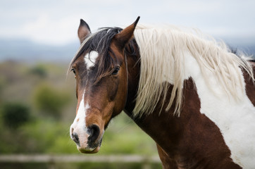 Obraz premium Horse Profile