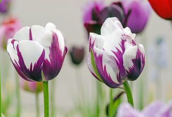 Nahaufnahme Tulpen, lila weiß gestreift  :)