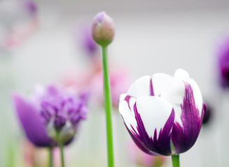 Zarte Frühlingsschönheit: Nahaufnahme Tulpe :)