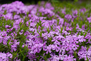 Fototapeta premium Violet flowers for decoration in Switzerland