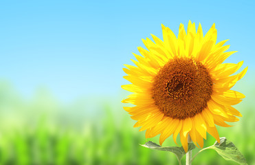 Fototapeta premium Yellow sunflower and green grass