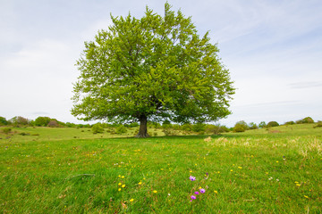 Grande albero isolato nel Monte San Vicino, Marche - Italia