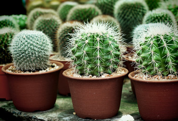 The Small cactus on pot natural background