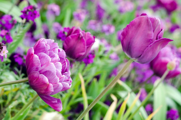 Nahaufnahme lila Blumenbeet im Frühling :)