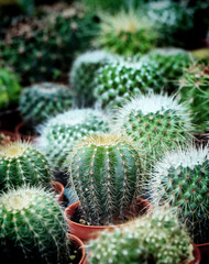 The Small cactus on pot natural background