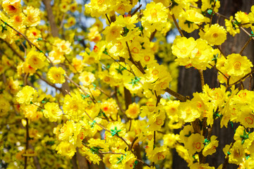 Yellow apricot blossom
