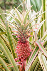 red pineapple