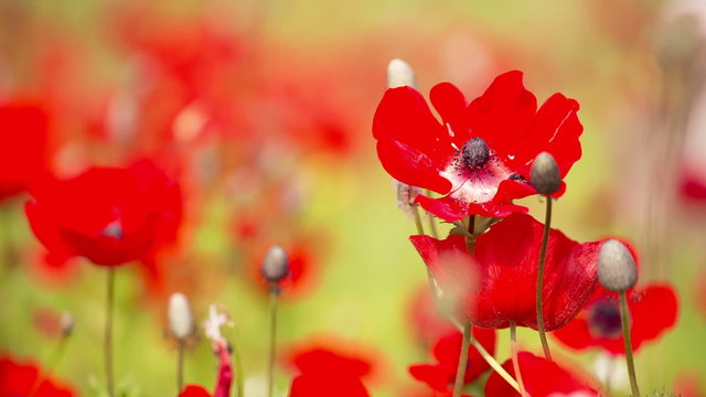 Beautiful Red Poppies flowers in windy day