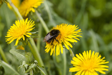 Bumblebee on pollination duty