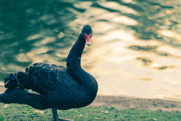 A black swan in the river at St James Park, London