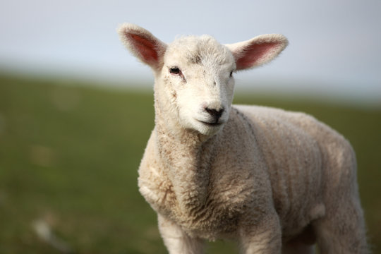 Portrait eines Lamms