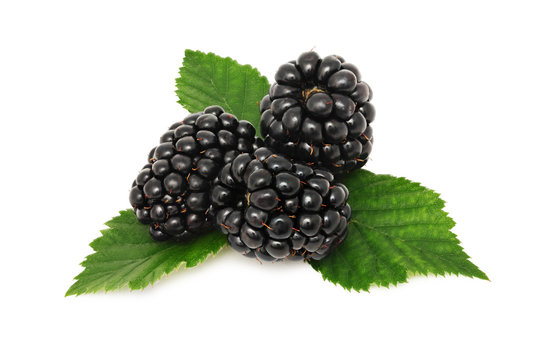 Ripe blackberry with green leaves (isolated)