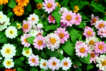 Daisy Flower background texture beautiful pink and white