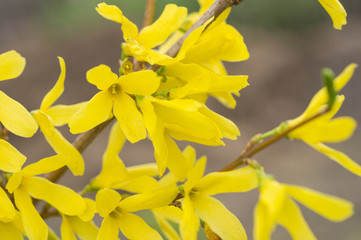 Small yellow flowers on branches close up