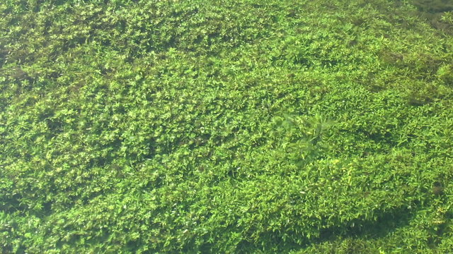 Clear stream flowing over green water weed