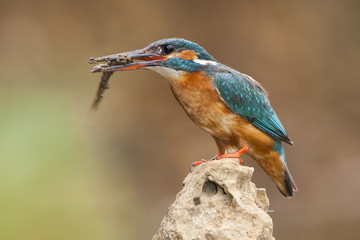 Kingfisher. (Alcedo atthis) perched on a rock eating a fish