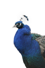 Naklejka premium Peacock isolated