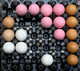 Eggs laid out on a tray/ Eggs laid out on a tray. Outdoor view