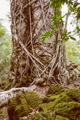 Retro look Ceiba tree