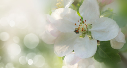 Branch of apple tree in bloom in the spring