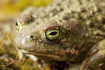 Natterjack Toad (Epidalea calamita), detail of your eye