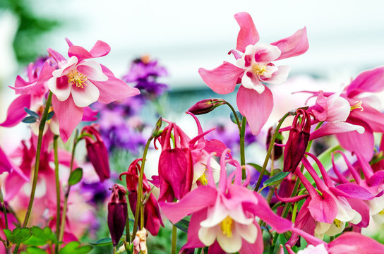 Frühlings-Schönheiten: rosa Akeleien :)
