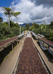 Obraz premium Kaffee Plantage Panama